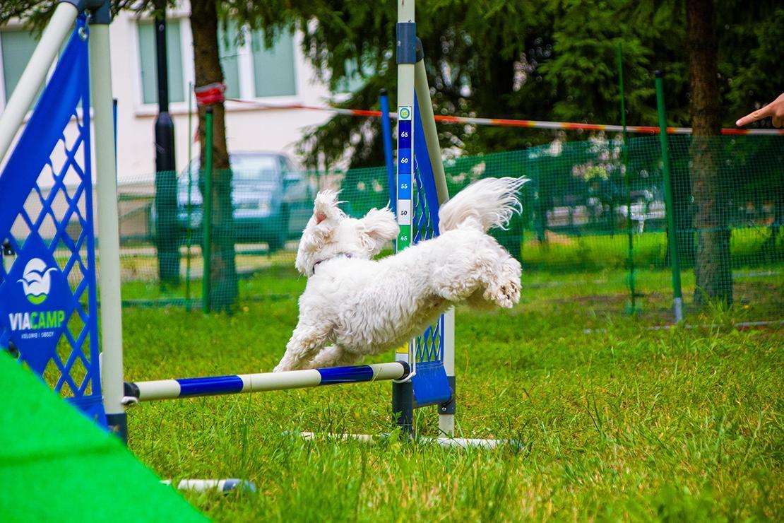 ViaCamp - Kolonie i Obozy Młodzieżowe - Obóz z Psem